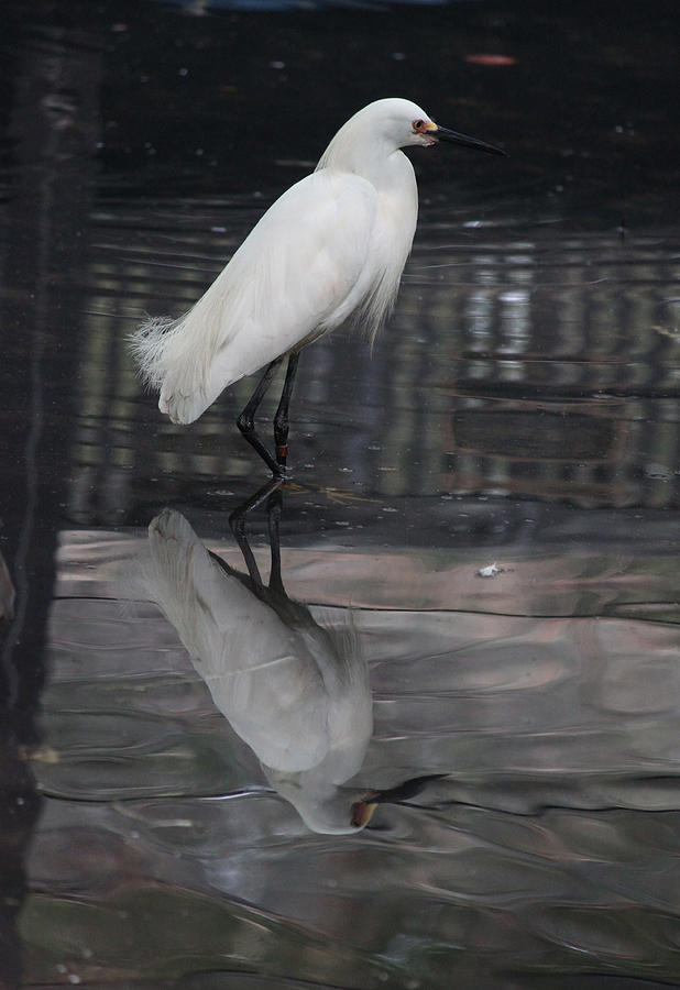 Small White Egret Photograph by Suzanne Gaff