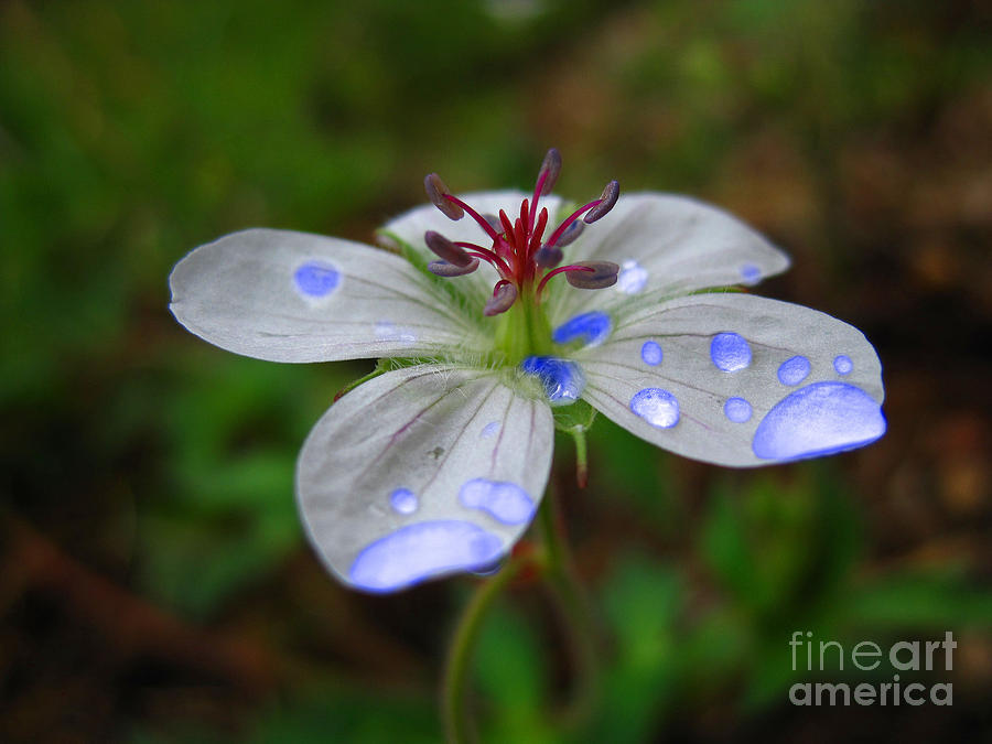 Nature Photograph - Small White Flower by Karisa Kauspedas