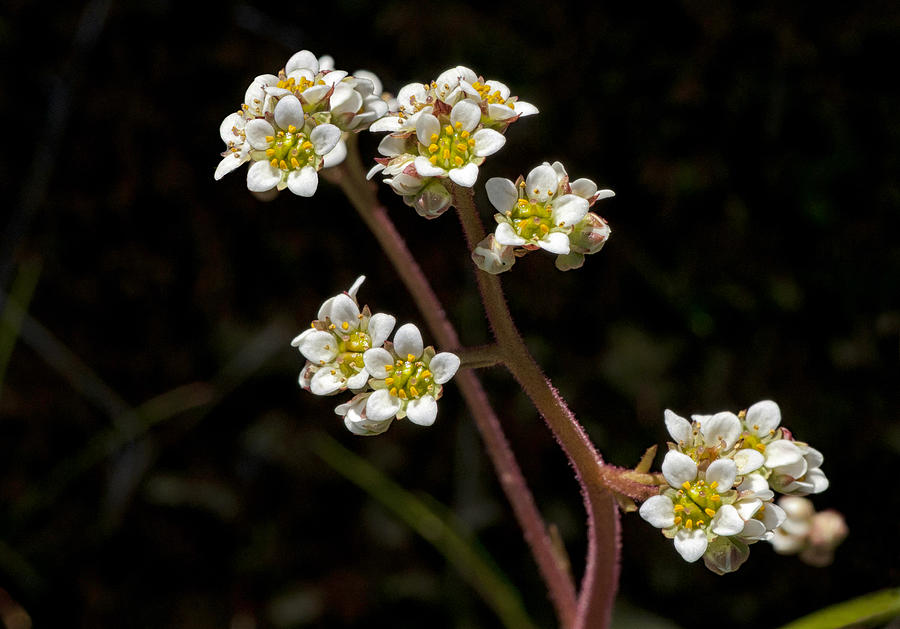 Small White Flowers Photograph by Betty Depee