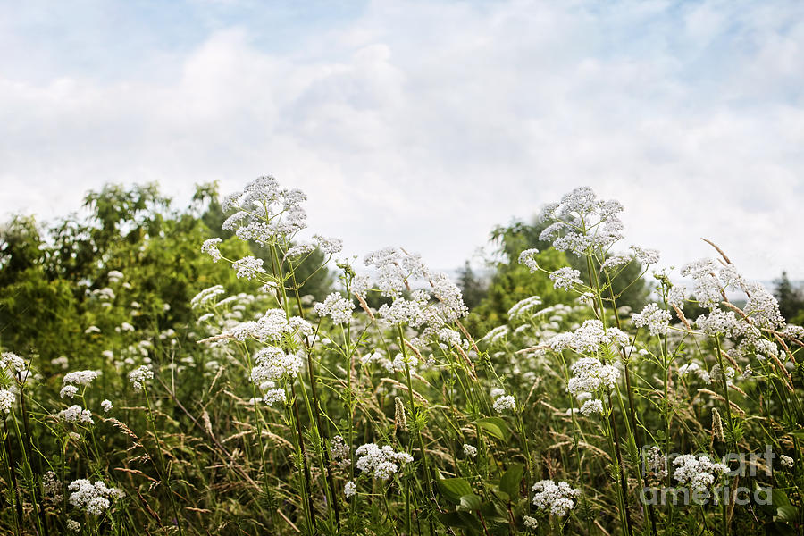Spring Photograph - Small white flowers in field by Sandra Cunningham
