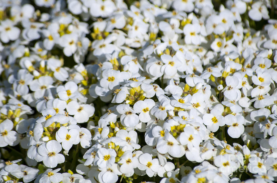 Spring Photograph - Small White Flowers by M J