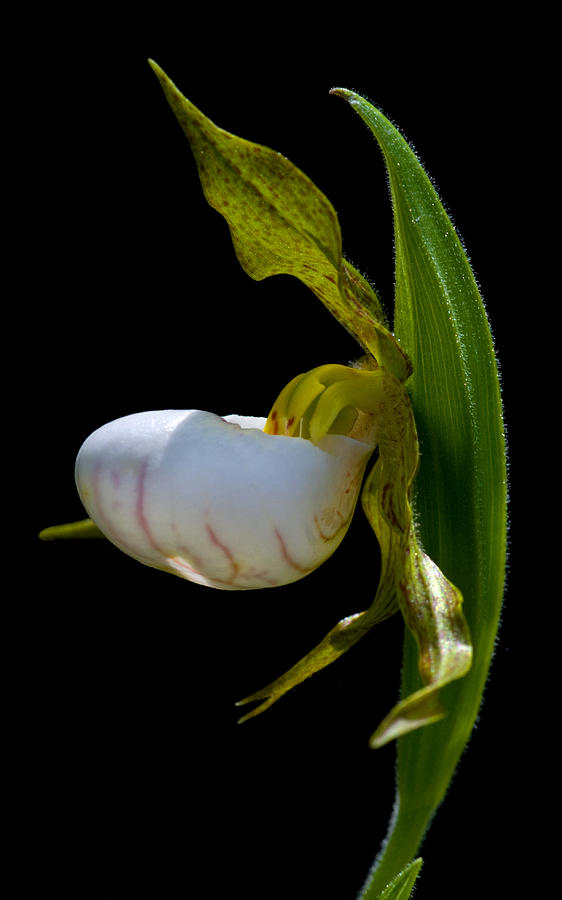 Small White Ladyslipper Photograph by Gerald DeBoer