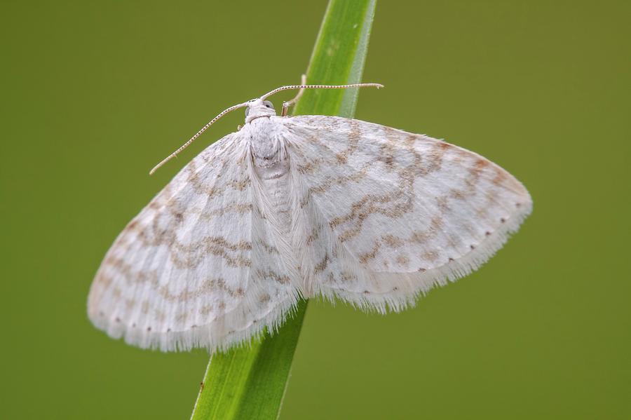 Spring Photograph - Small White Wave Moth by Heath Mcdonald/science Photo Library