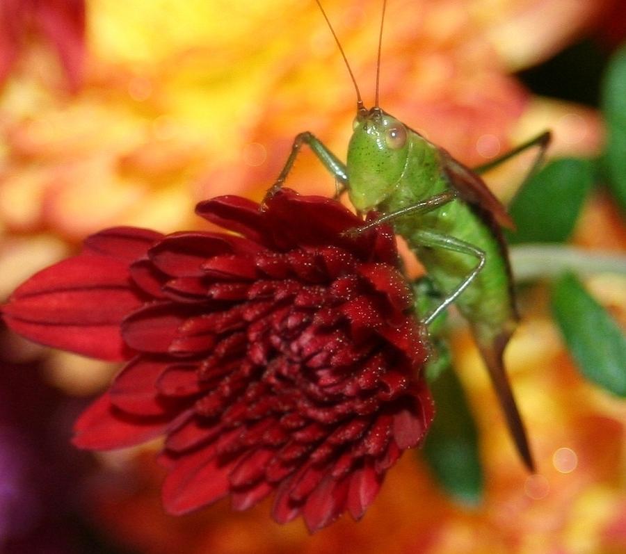 Grasshopper Photograph - Small Wonder by Barbara S Nickerson