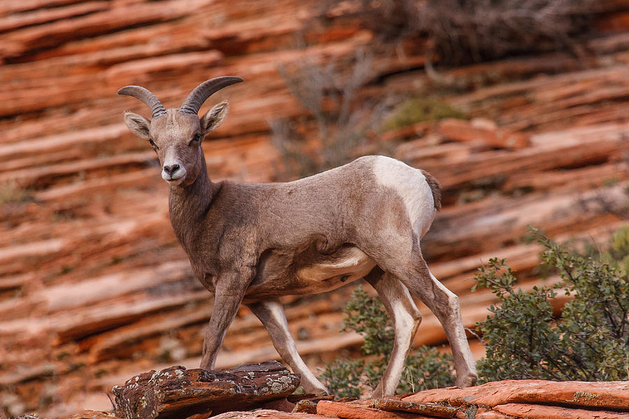Zion National Park Photograph - Small Wonder by James Marvin Phelps