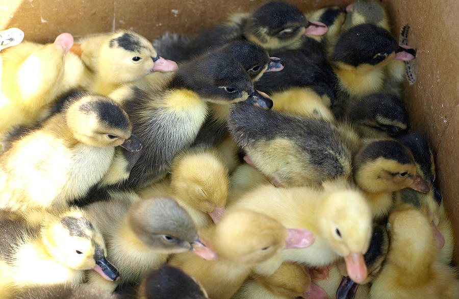 Small Yellow And Black Ducklings Photograph by Petra Sarac - Fine Art ...