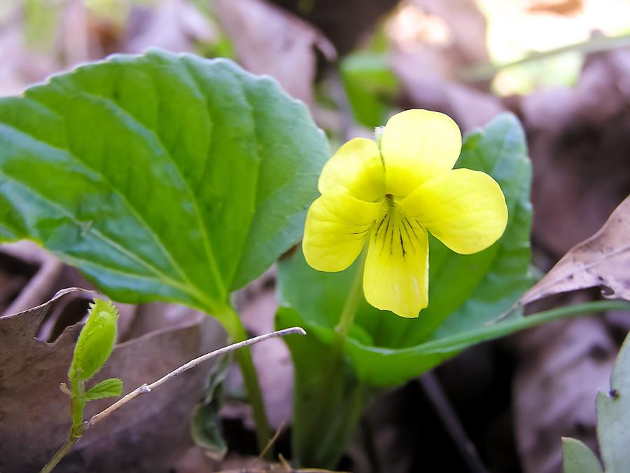 Nature Photograph - Small Yellow Violet by Cynthia Woods