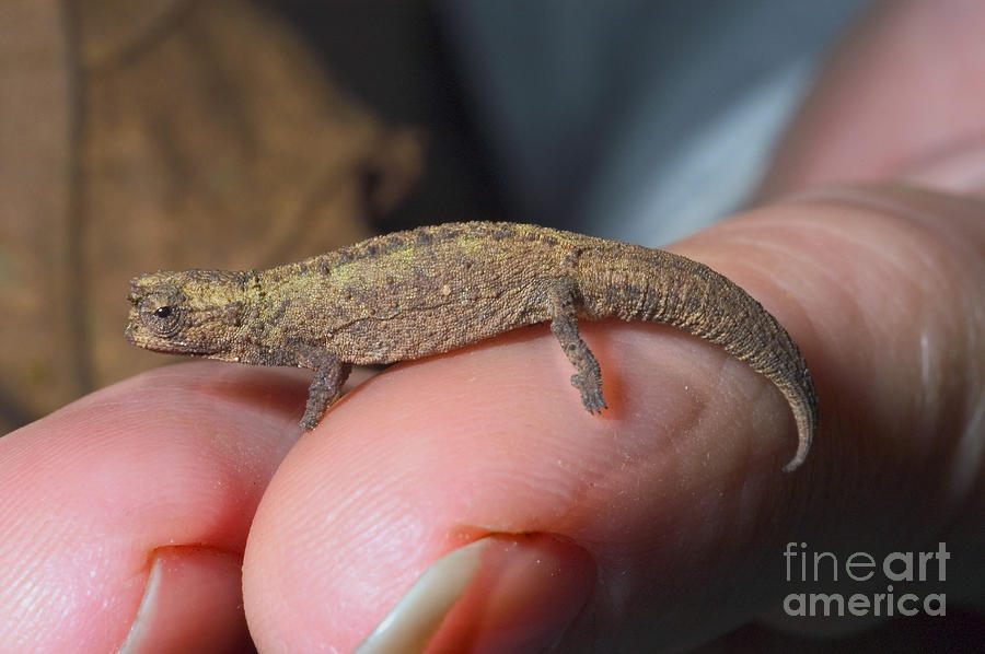 Smallest Chameleon, Brookesia Minima Photograph by Greg Dimijian
