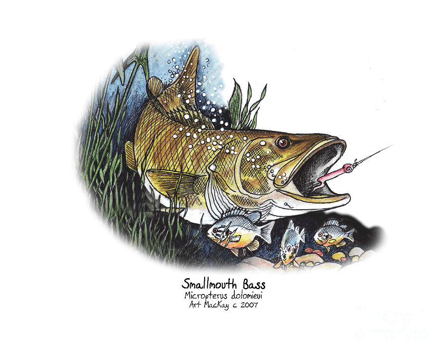 Smallmouth Bass Mixed Media by Art MacKay