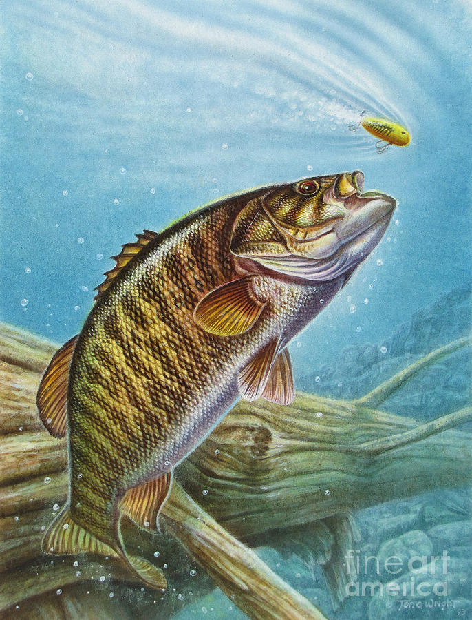 Smallmouth Bass Painting by JQ Licensing
