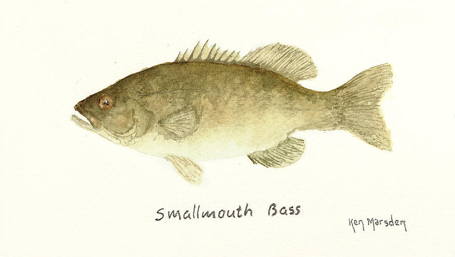 Smallmouth Bass Painting by Ken Marsden