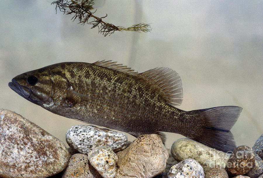 Smallmouth Bass Micropterus Dolomieu Photograph by William H. Mullins