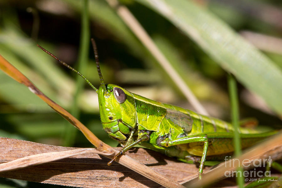 Smaragd-green Grasshopper Photograph by Jivko Nakev