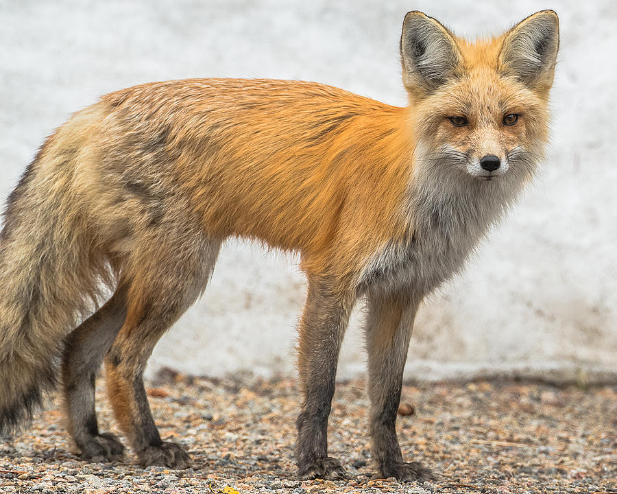 Yellowstone National Park Photograph - Smart Like A Fox by Yeates Photography