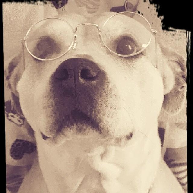 Pitbull Photograph - Smart Pup #pitbulllove #pitbull by Auntie M