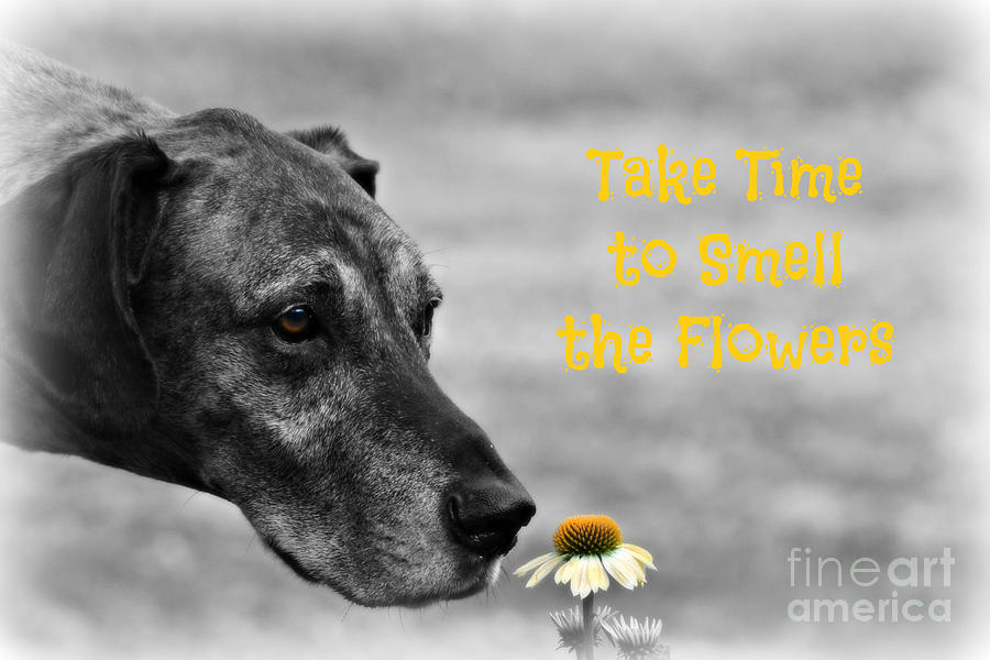 Smell The Flowers Photograph by Lila Fisher-Wenzel