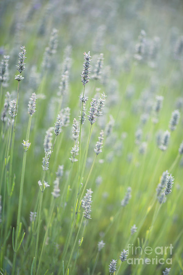 Smell The Lavender Photograph by Rebecca Cozart