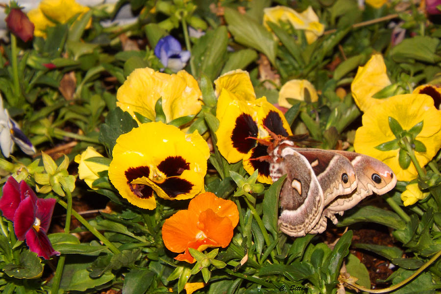 Smell the Pansies Photograph by C Sitton