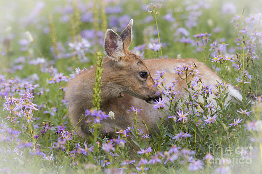 Smelling the Flowers Photograph by Sonya Lang
