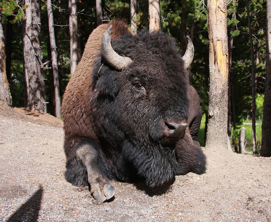 Smelly Bison Photograph by Catie Canetti