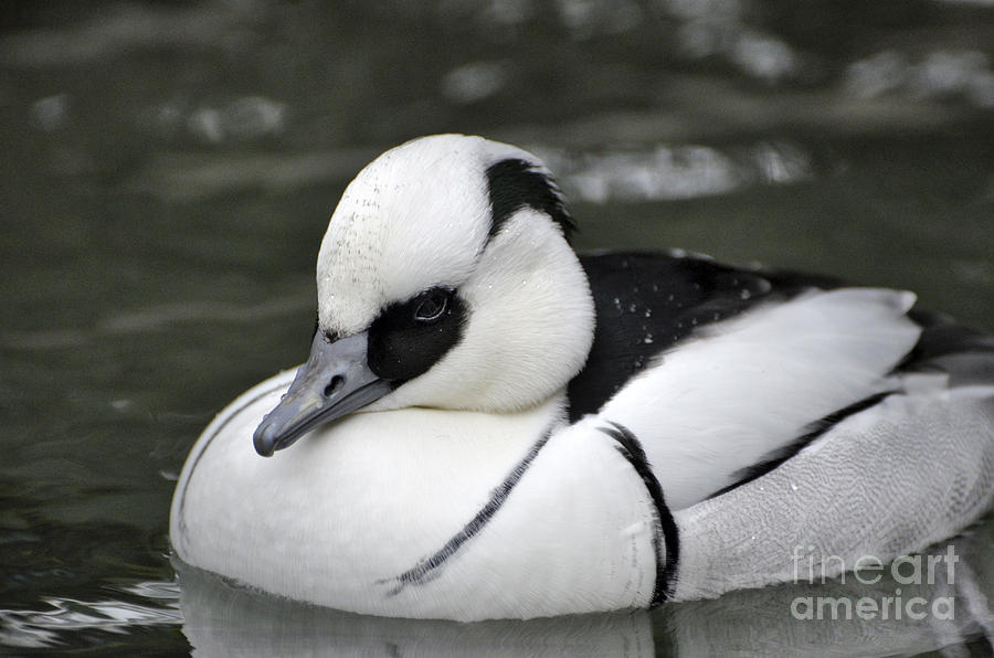 Smew Photograph by Mark Newman
