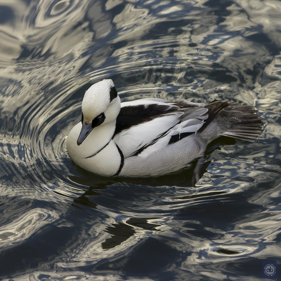 Smew on the water Photograph by Anatole Beams
