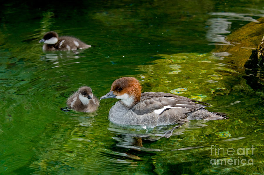Wildlife Photograph - Smew With Ducklings by Anthony Mercieca