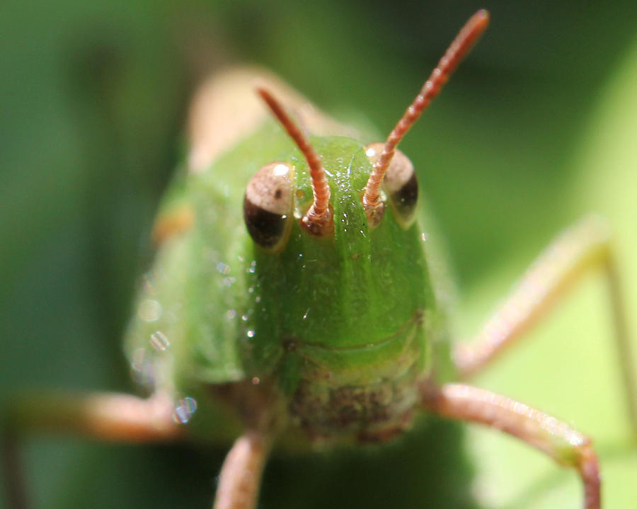 Grasshopper Photograph - Smile by Bruce  Morrell