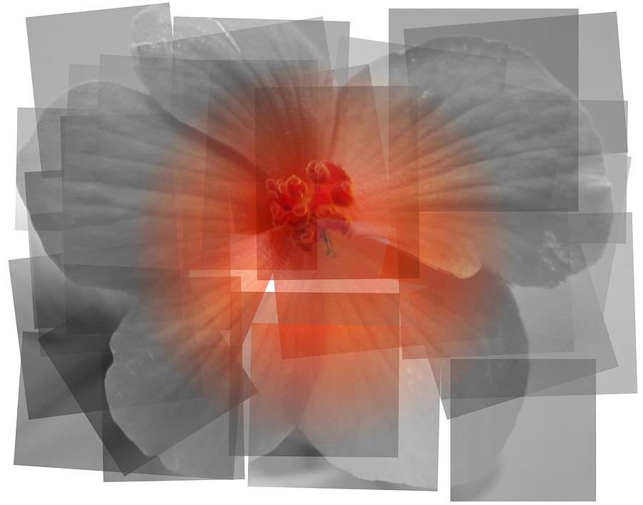 Flower Photograph - Smile by Heather L Wright Flower Photograph - Smile by Heather L Wright