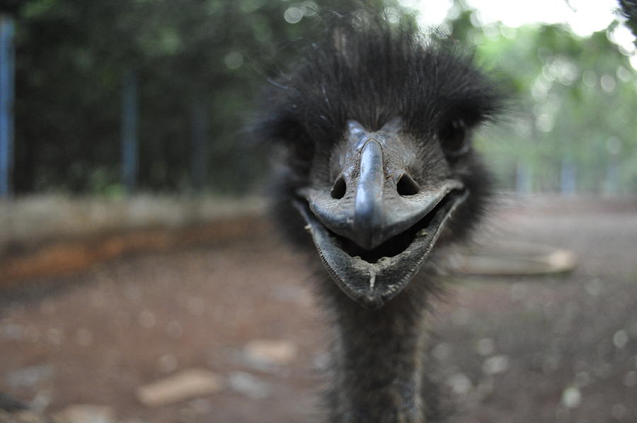 Smile of Emu Photograph by Bliss Of Art