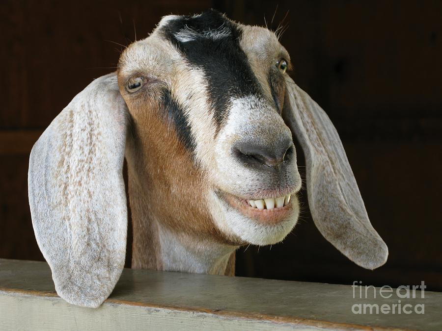 Goat Photograph - Smile Pretty by Ann Horn