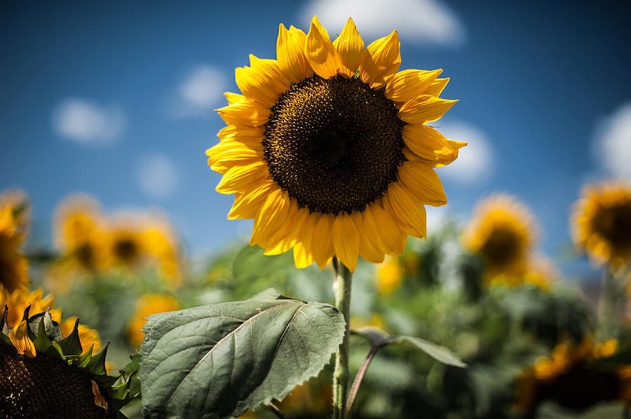 Smile Sunflower Photograph by Jason Bartimus