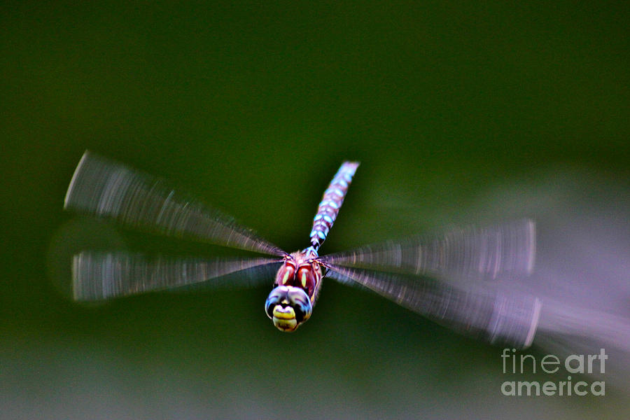 Smiley Face Dragonfly Coming at You Photograph by Janice Pariza