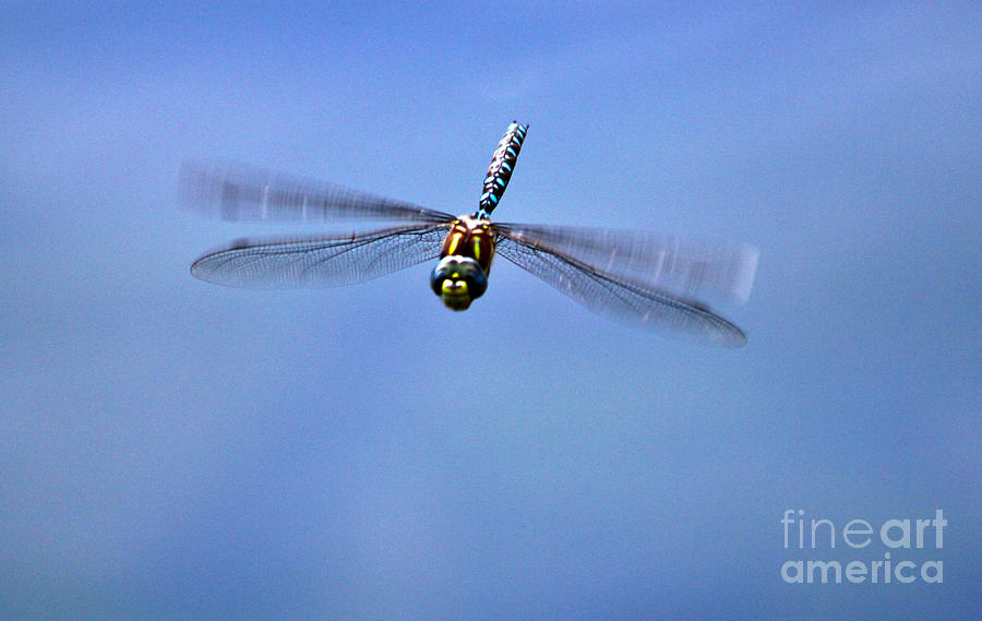 Smiley Face Dragonfly Dance Photograph by Janice Pariza
