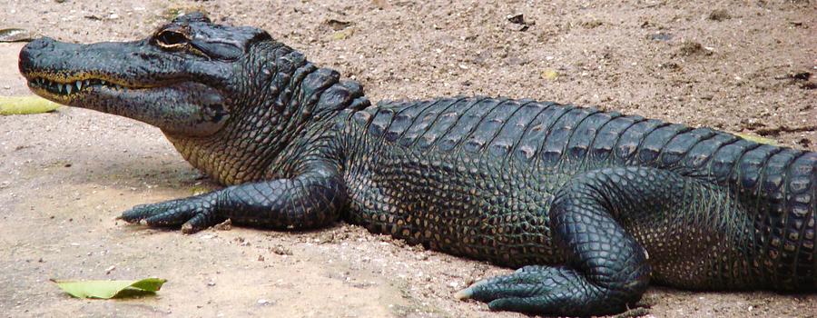 Smiley Gator Photograph by Van Ness - Fine Art America