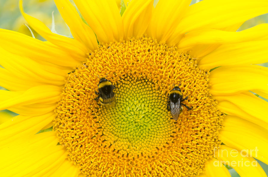 Sunflower Photograph - Smiley by Michelle Meenawong