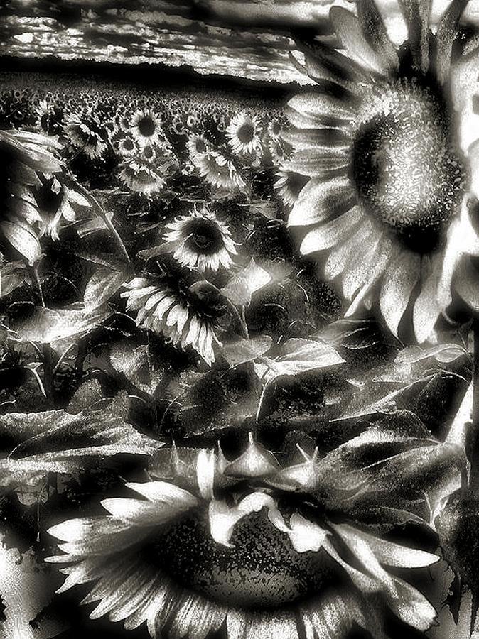 Flower Photograph - Smilin Atchya by Robert McCubbin