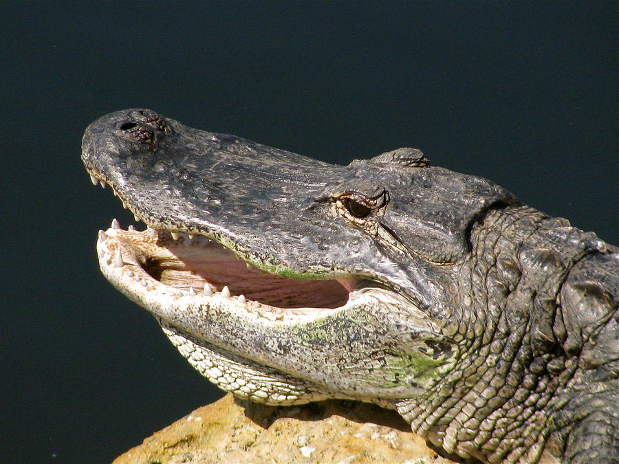 Alligator Photograph - Smiling Alligator by Melinda Saminski
