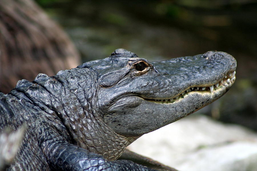 Smiling Alligator Photograph by Valerie Collins