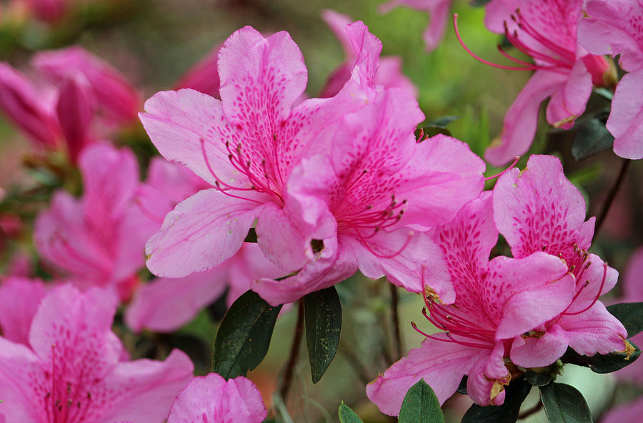 Smiling Azalea Photograph by Cynthia Guinn | Fine Art America