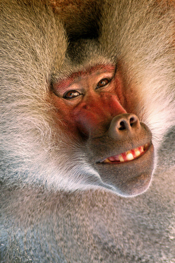 Smiling Baboon Photograph by Don Johnson