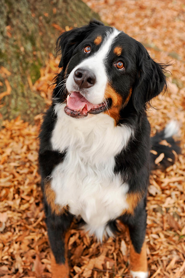 Smiling Berner Photograph by Kelley Nelson