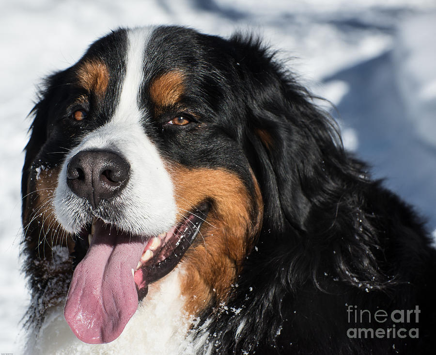 Smiling Bernese Mountain Dog in Winter Snow Photograph by Gary Whitton