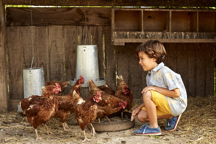 Smiling boy looking at hens in coop on sunny day Photograph by Morsa Images