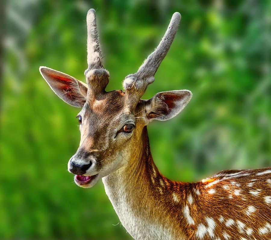 Animal Digital Art - Smiling Deer by Jeff S PhotoArt