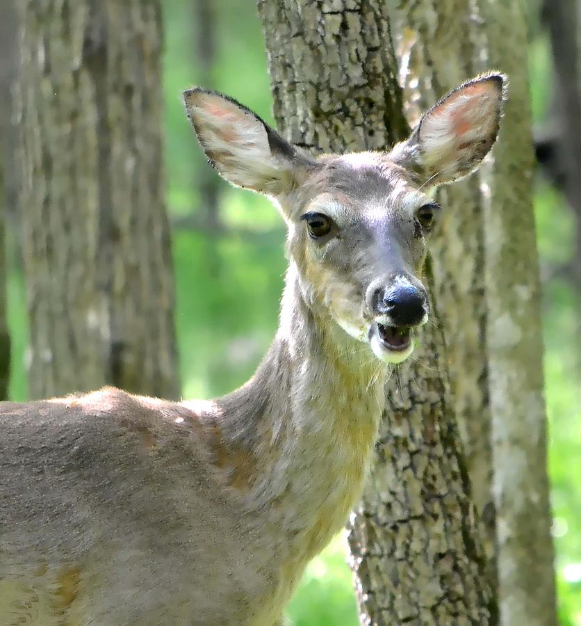 Smiling Doe Photograph by Deena Stoddard
