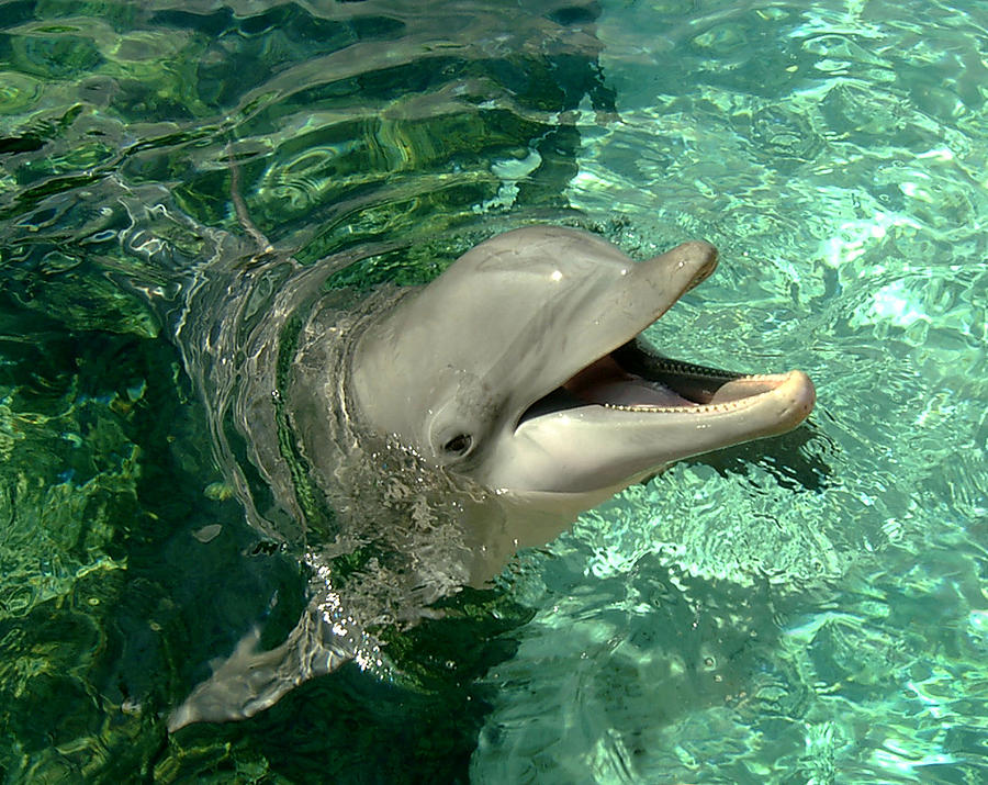 Dolphin Photograph - Smiling Dolphin by Douglas Martin