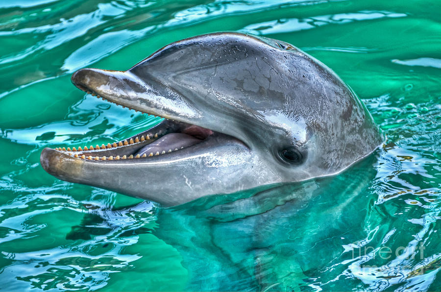 Smiling Dolphin Photograph by PatriZio M Busnel