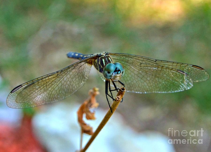 Tree Photograph - Smiling Dragon Fly by Peggy Franz