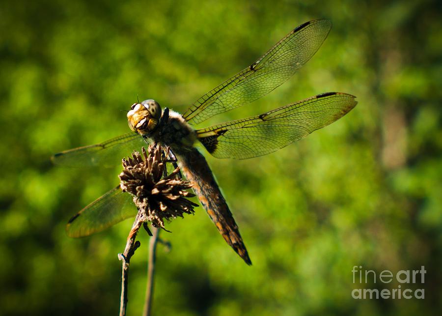 Smiling Dragonfly Photograph by Cheryl Baxter